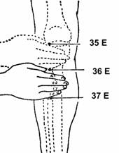 Point d'acupuncture Zusanli (36E) - Méridien de l'Estomac